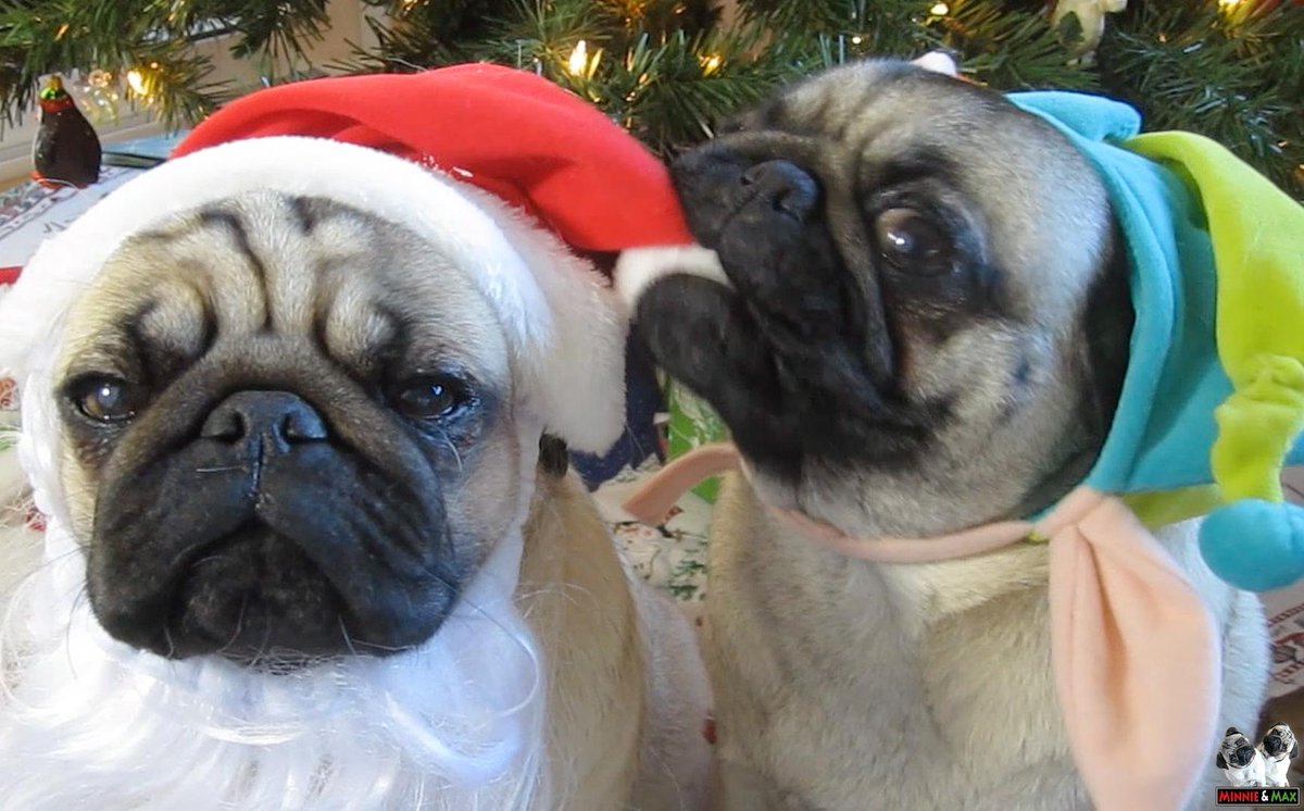 Maggie & Milo the Pugs tweet media