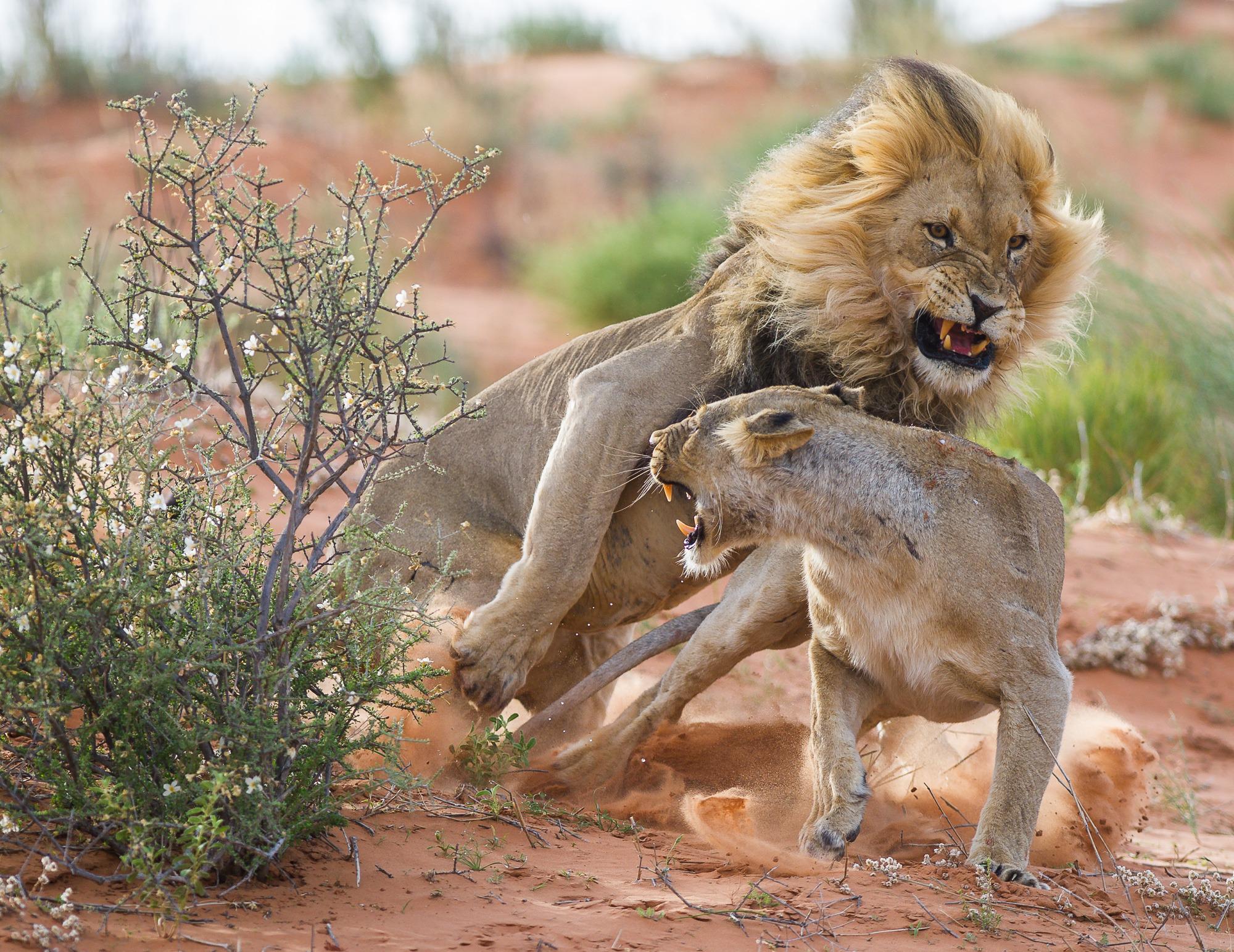 Nat Geo Australia on Twitter: Nat Geo Australia on Twitter: