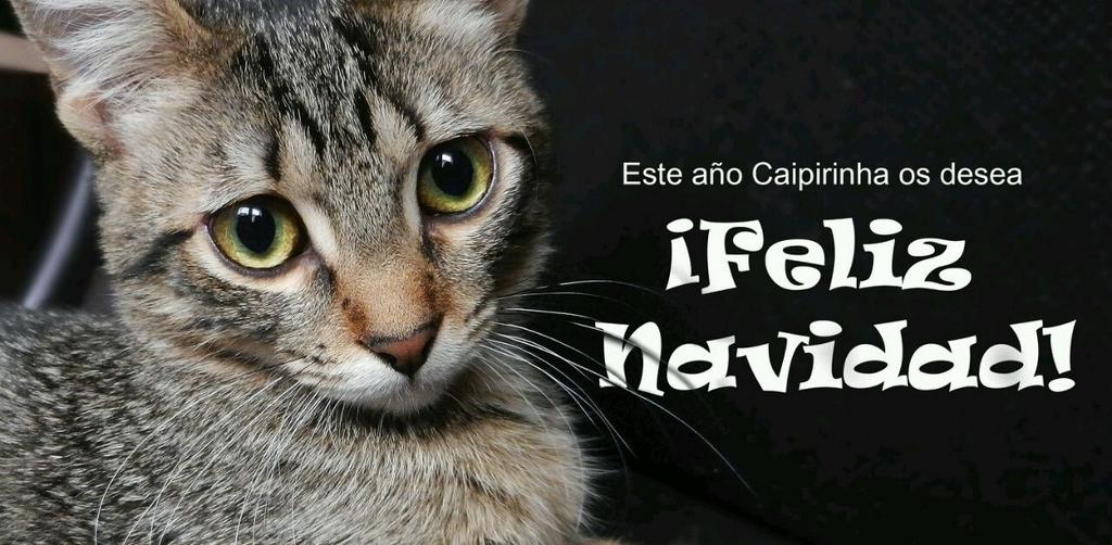 rferlo1's tweet photo. @kaiku_ibai la pequeñita de la casa nos felicita la Navidad con su miradita tierna!! http://t.co/CEBwCM0UdX