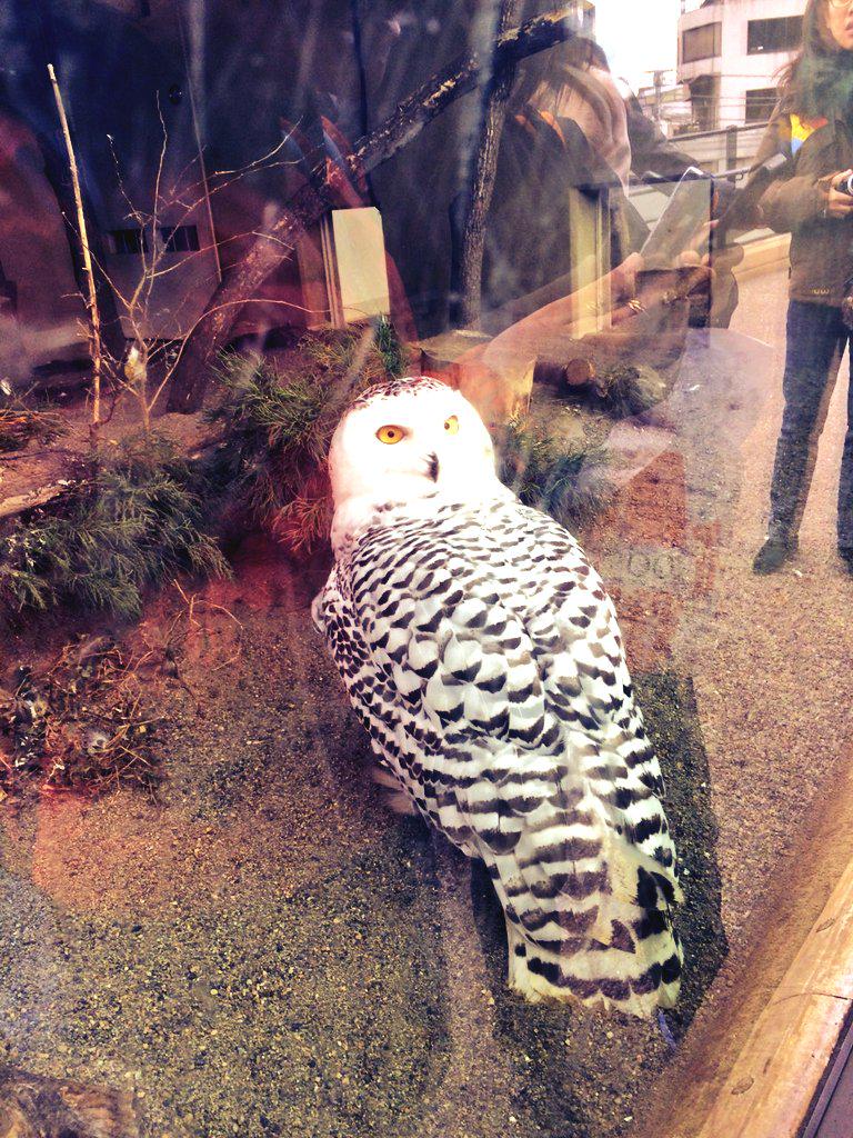 hiro24usa891's tweet photo. 昨日は
上野動物園―寿司ざんまい―読売ランド―日高や
人生で一番幸せな１日だった！
クリスマスプレゼントとありがと！
今までの彼氏と格がちがいすぎる！
最高に楽しい１日をありがと！！ http://t.co/x52mXxluNj