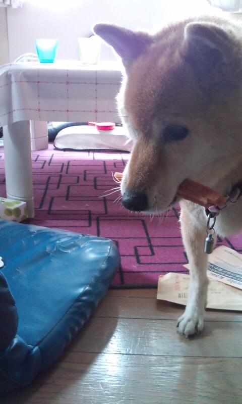 inuinuinuda's tweet image. おやつをカプッと。