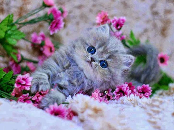 Oro_pezalily's tweet photo. @JennyFabian_ @kr10s_90 @Rykr2c @fanisays_ @70Nubs @KeniaQuezada @deniss_dn @aLeCkzm @4alesolis 
Saludos!! http://t.co/Q9D6QKD0s8