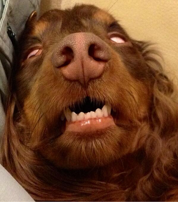 inuinuinuda's tweet image. すごいでしょ