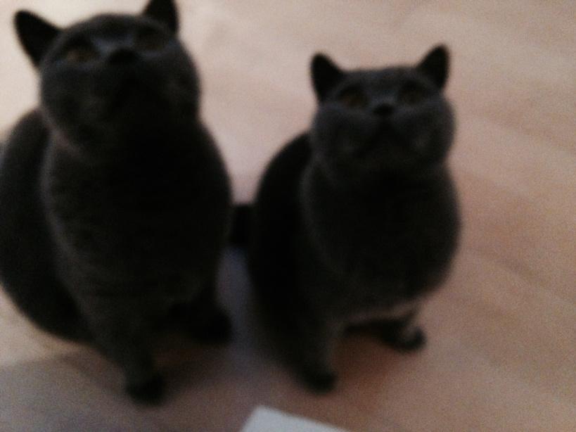 Cat’s Whiskers tweet media