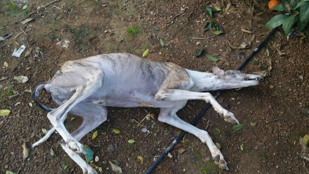 ionpira's tweet photo. No puede ser!Ns tienen amargao!3 perro de la #peñaElOlivo envenenado!Y la @guardiacivil sin hacer nada @FEG_OFFICIAL http://t.co/OKhVNsGUAs