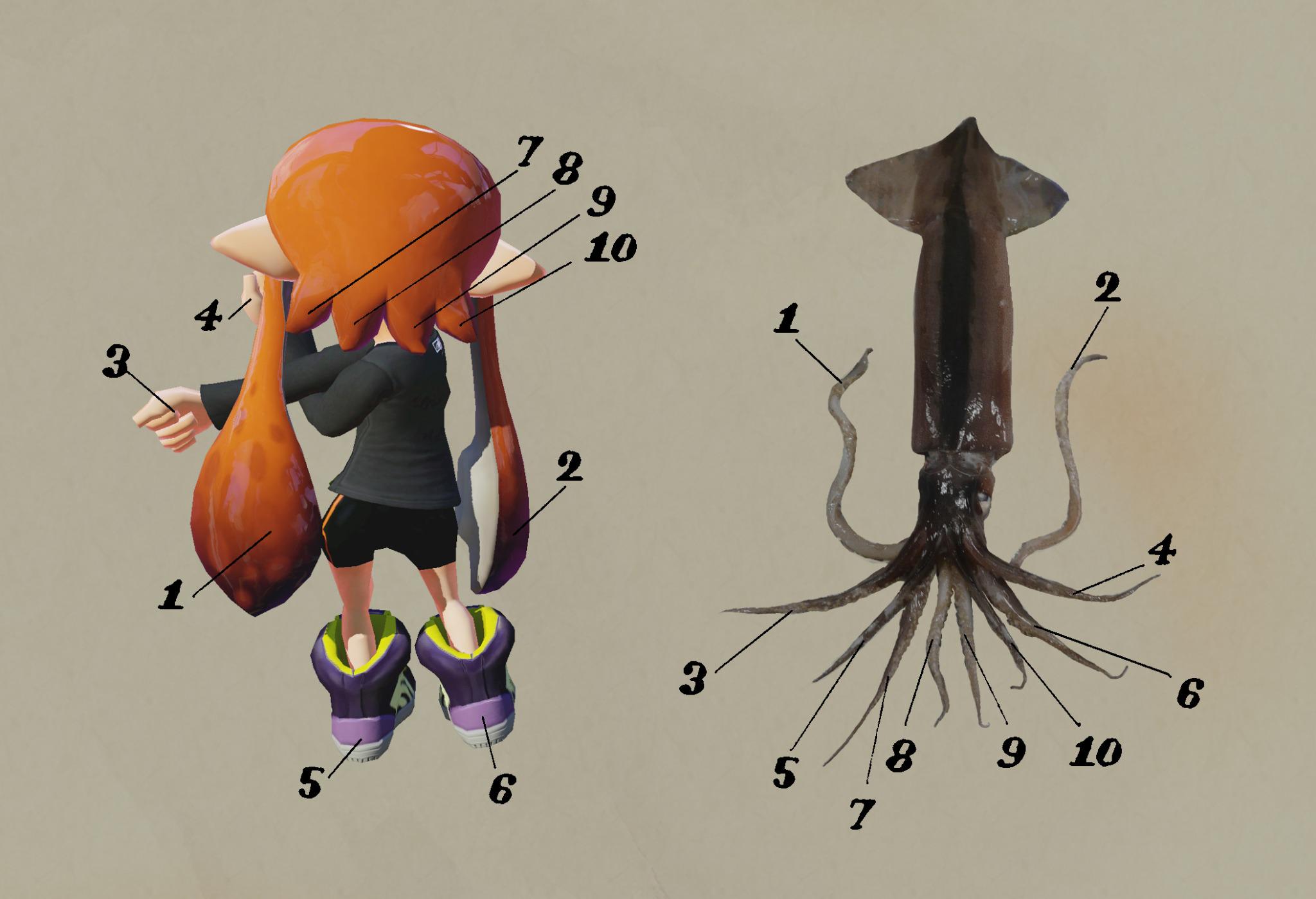 Splatoon スプラトゥーン イカの足は全部で10本 例のイカがヒト型になった時 手足で4本 髪の毛で2本 残り4本はどこに行ったのかと思っていたら こんなところに ということで これが年内最後の報告となる 来年もイカ研究所の調査報告にご期待