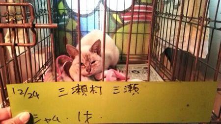 tony_h_tazoe's tweet photo. 【❤️拡散希望🐱】朗報❗️

#猫 2匹は里親様が決まりました❗️
→ http://t.co/xtKQufSzZT
#犬 もアニマルライブさんが引出し、年内処分は回避されました。
→ https://t.co/ZmpDwd1pGK http://t.co/aBJWCnDuYy