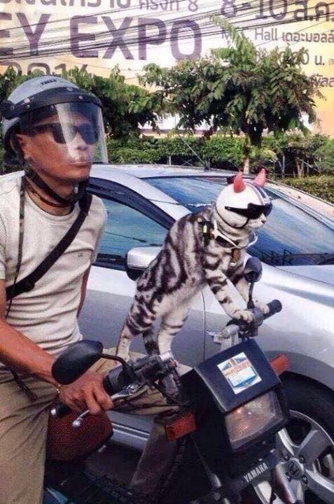 Permalink til innebygd bilde