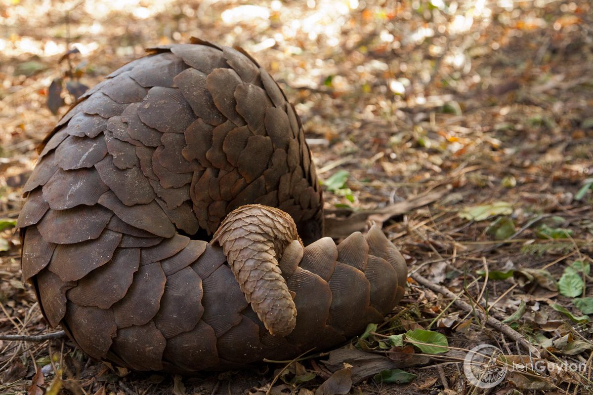 jen guyton on twitter chinks in the pangolin s armor 1 million