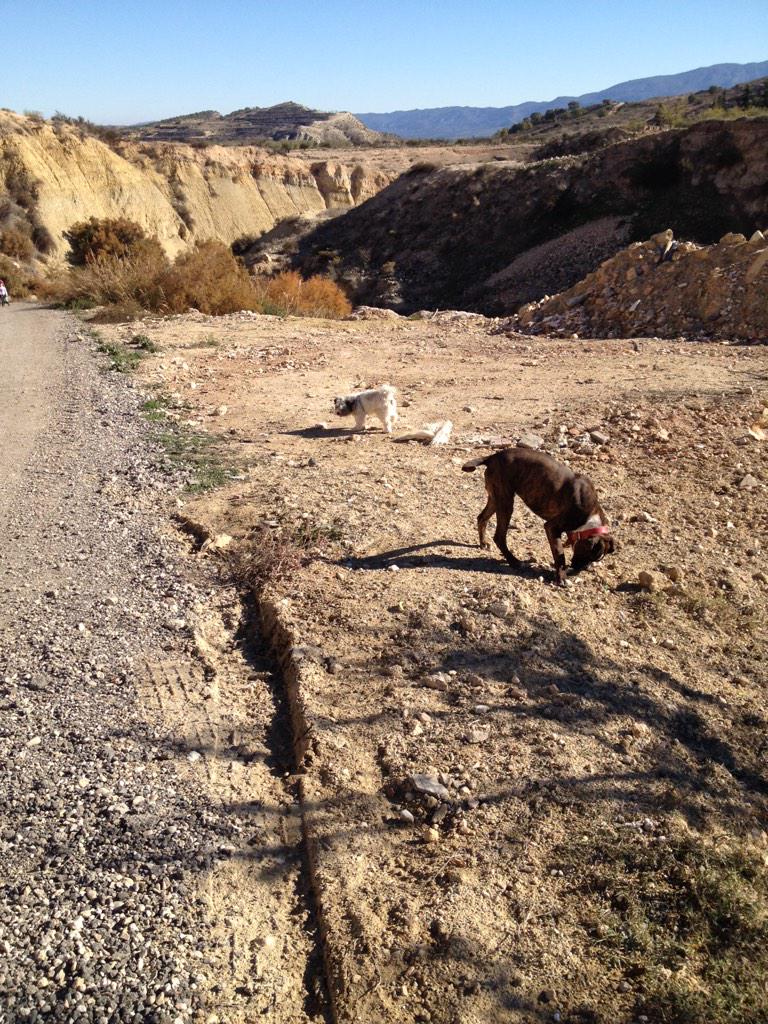 mesakemasaplaud's tweet photo. De paseito con mis fieras http://t.co/LPn9u1N7GG
