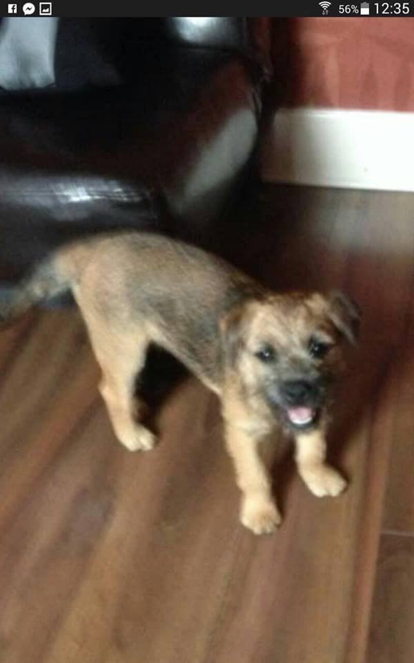 helprockyhome's tweet photo. I didn't make it home for Christmas😢maybe if you retweet I can be back home for the New Year 🐶 @BDCH @MENnewsdesk http://t.co/f1bVUoZO8B