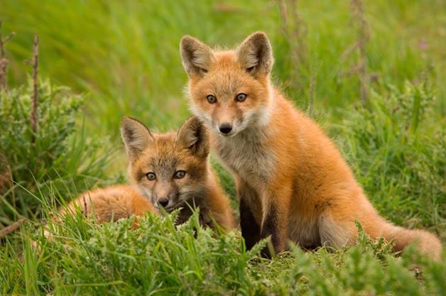 LeagueACS tweet picture
