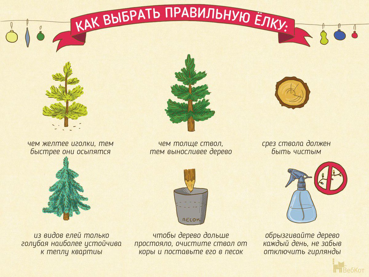 Как сохранить новогоднюю ель в домашних условиях?. Вынести елку. Подставка для елки дом. Ёлочные ветки в ведре. Обрезаем елку на новый год.