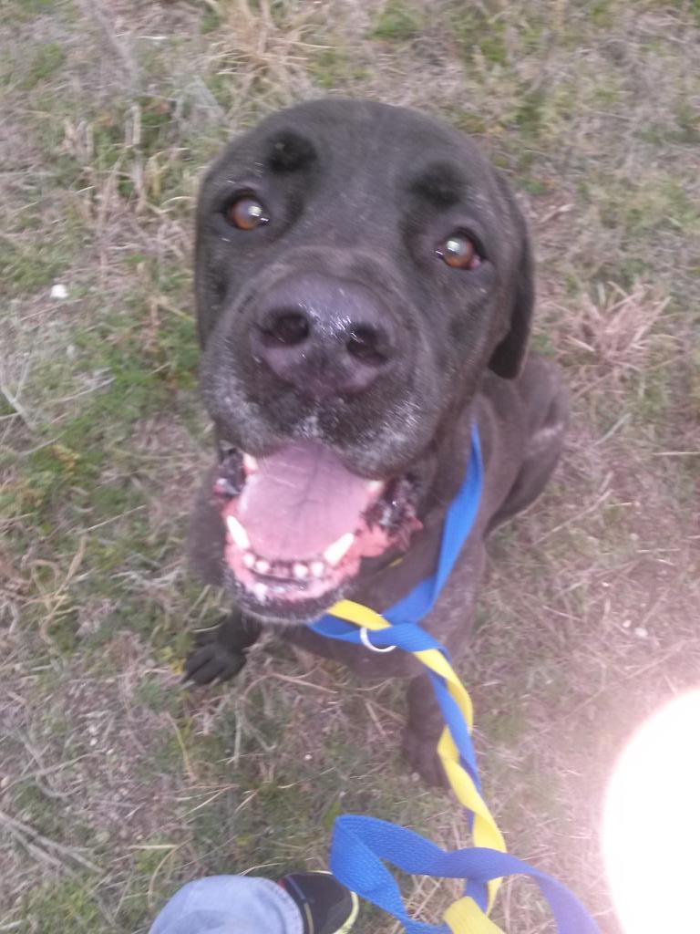 AlanabeelerMe's tweet photo. Leo... My favorite Cane Corso! ✌ http://t.co/wl70VfIOaS