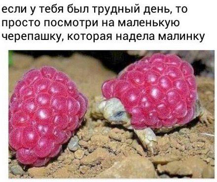 Пьяный Конь (@edinorogpyani) on Twitter photo 