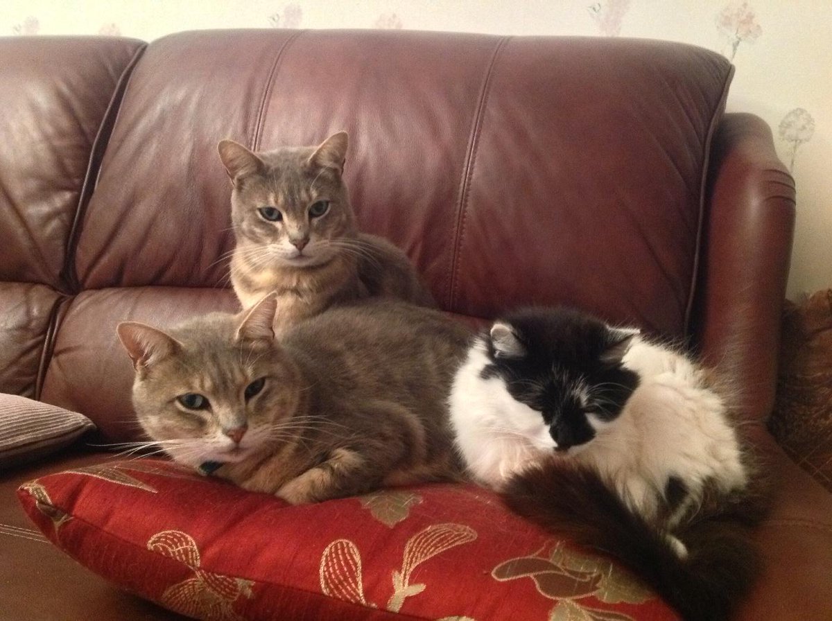 <a href="/MilliethecatCat/">Millie The Cat</a> and a happy Christmas from us  love minty, Moggy and Gizzy xxx