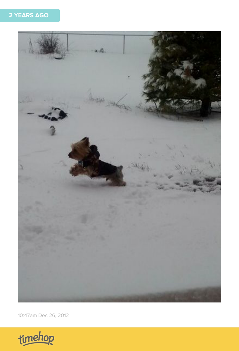 shelbyschwab's tweet photo. Aww my baby loved the snow 😍 http://t.co/TlQYXGtxgj http://t.co/4mG0EDhocQ