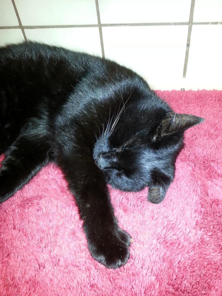 CoolCatsBlWh's tweet photo. #Muggeln #schlafen #cats #follobackforfolloback #love #miau http://t.co/EYFxWCo1Lg