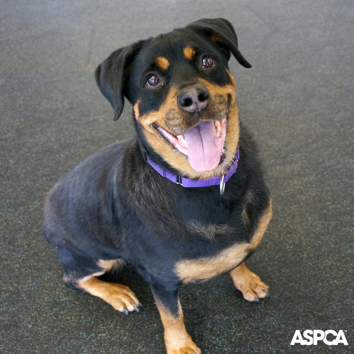 ASPCA's tweet photo. Our Pet of the Week Kim needs a home! Please retweet! #adopt http://t.co/j97ivkEj9w http://t.co/aFuFZaZGG9