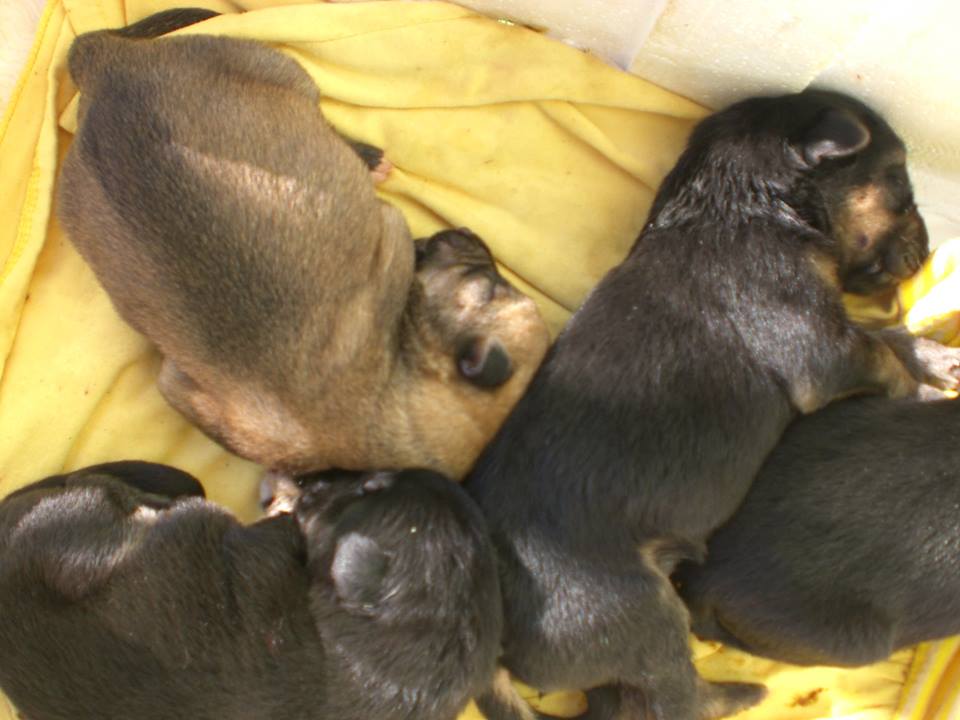 <a href="/AMPAROSUR/">EL AMPARO DEL SUR</a> se busca adopción para 5 perros recién nacidos, encontrados en un contenedor de basura en Paradas. Urge.