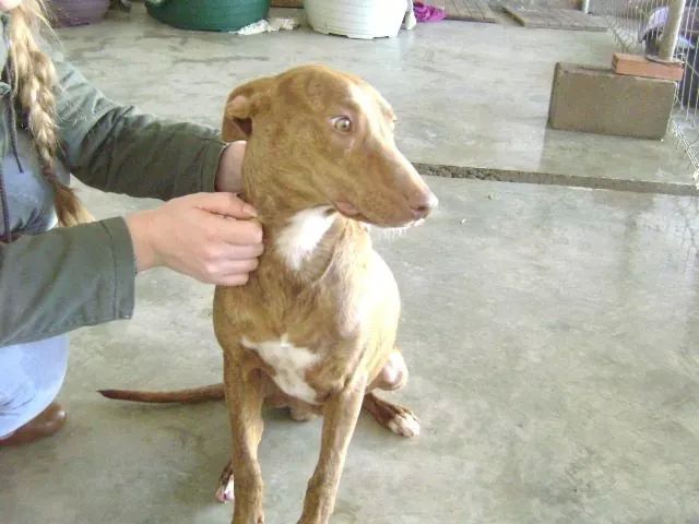 LASAnimal's tweet photo. https://t.co/nqSvpY1ZB4 #BRUNO ES UNO DE LOS CACHORRITO DE LA NAVE ESPERA UN HOGAR!!! No sabe lo q es el cariño. http://t.co/vObx0vuGkO