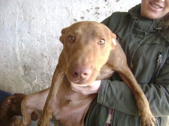 LASAnimal's tweet photo. https://t.co/nqSvpY1ZB4 #BRUNO ES UNO DE LOS CACHORRITO DE LA NAVE ESPERA UN HOGAR!!! No sabe lo q es el cariño. http://t.co/vObx0vuGkO