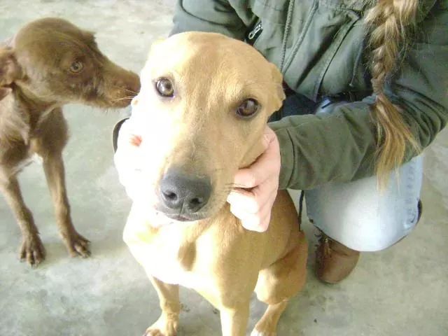 LASAnimal's tweet photo. https://t.co/zGv8YPQpDU #KEVIN OTRO CACHORRITO DE LA NAVE, Está creciendo sin conocer una familia q le quiera. http://t.co/56S0EfzXFt