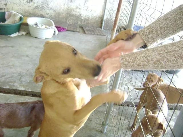 LASAnimal's tweet photo. https://t.co/zGv8YPQpDU #KEVIN OTRO CACHORRITO DE LA NAVE, Está creciendo sin conocer una familia q le quiera. http://t.co/56S0EfzXFt