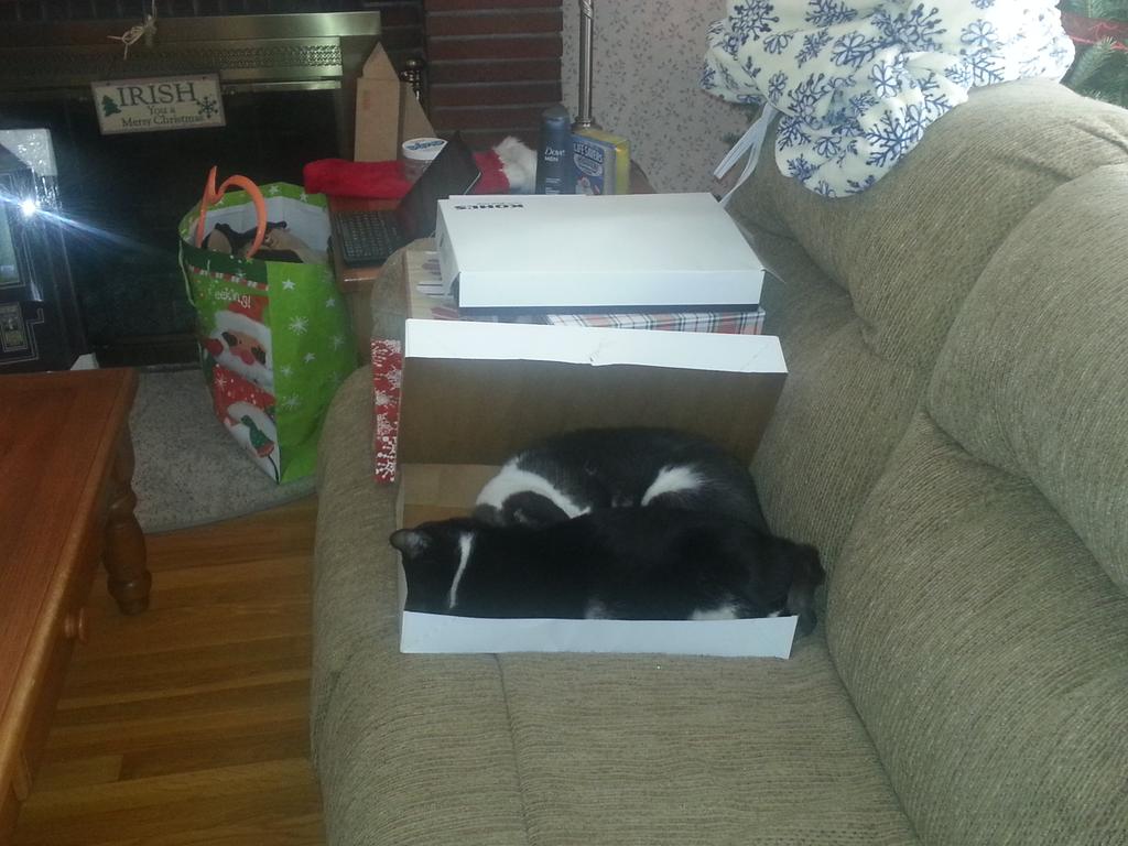 PaquetteKaren's tweet image. #Christmas cleanup #Impeding progress