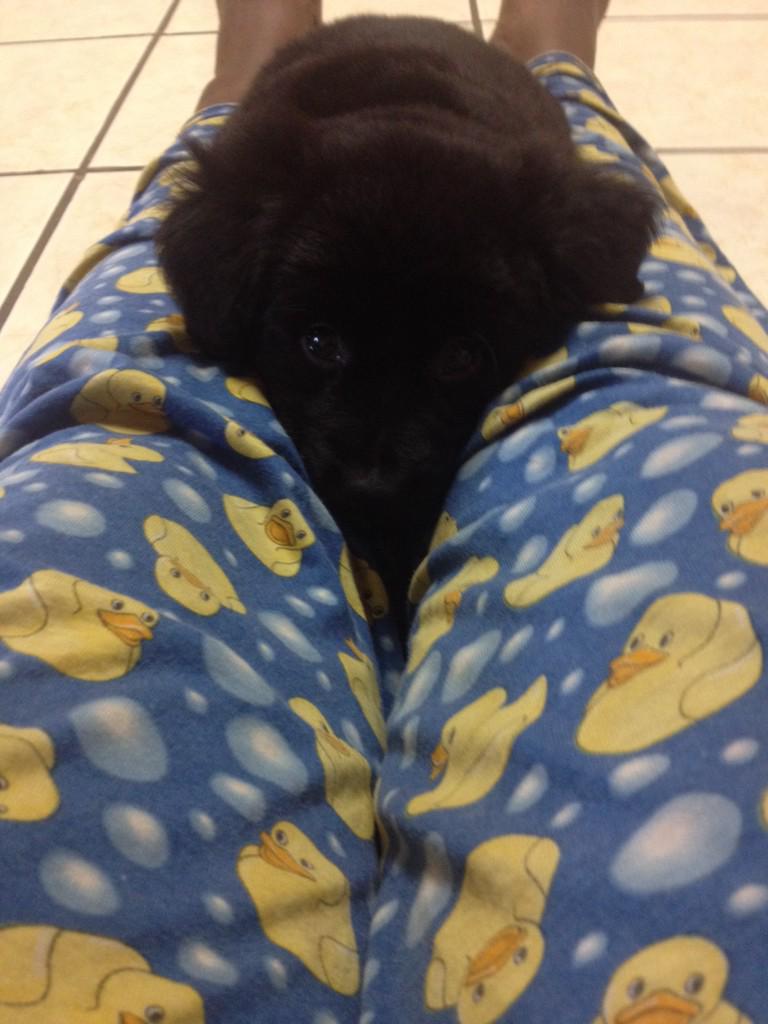 MsLadyEx's tweet image. My view right now #hescomfy #imabed #hellovesthesepantsthough