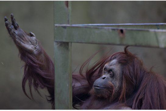 Breaking News: Apes need rights, not bananas! studentsoc.co.uk/university/not… #orangutan #nonhumanperson