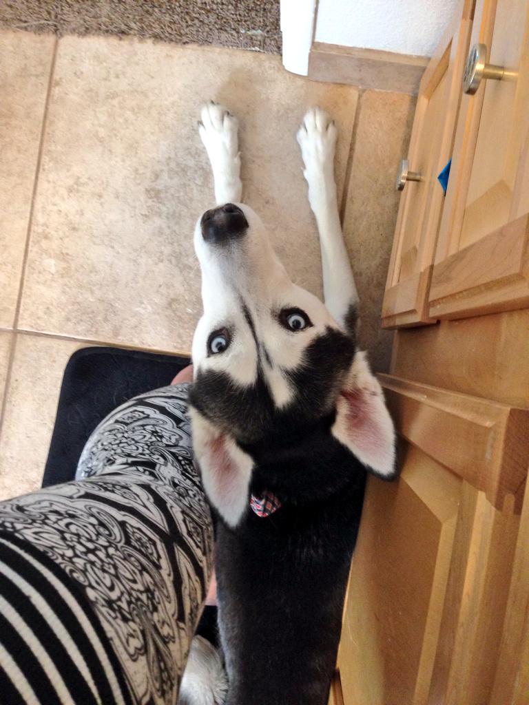 milesthehusky's tweet photo. Still not sure what you mean by privacy. I'll just wait 'til you're done. K? #HuskyBehavior http://t.co/sj5qF9uMIN