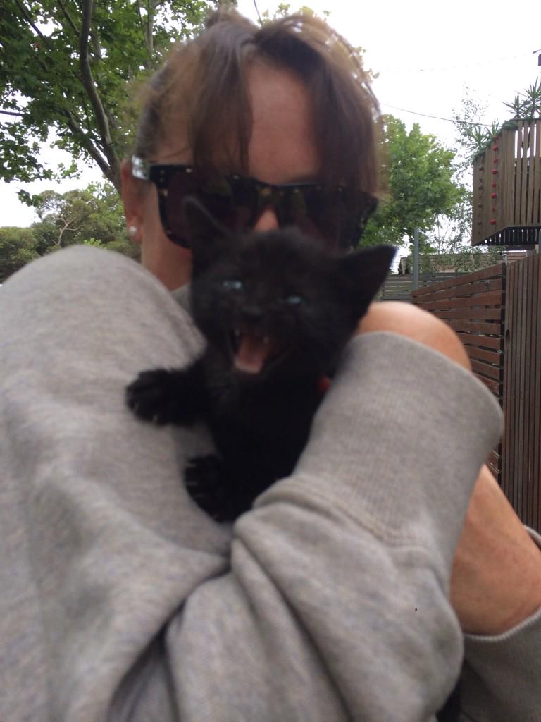 chaskitchen's tweet image. FOUND. Black kitten in Albert St Abbotsford. Pls RT