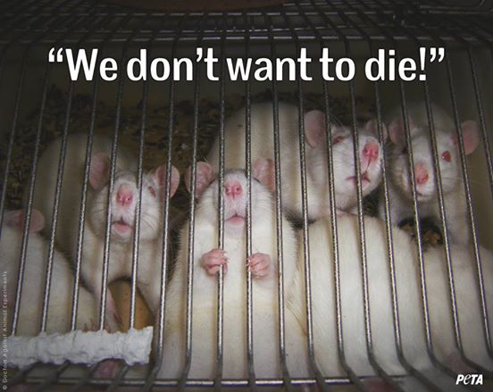 RT if you agree that cosmetics should never be tested on animals! 

#AnimalTesting