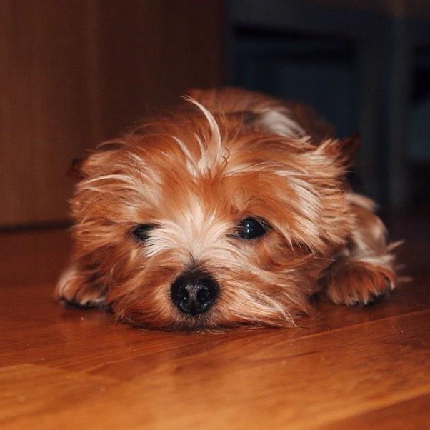 itstimba's tweet photo. @DogsofInstagram its @gerarddms on IG and timba the yorkie: http://t.co/0S129cLulk