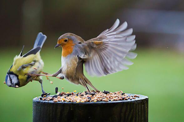 CuteAnimalsBaby's tweet image. THIS. IS. SPARTA!