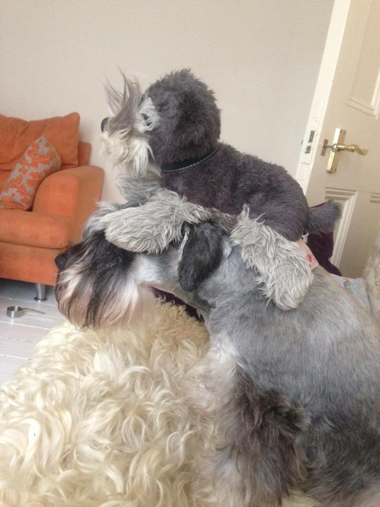 CSchnauzer's tweet photo. Balancing my Schnauzer http://t.co/BFgPZZEhLU