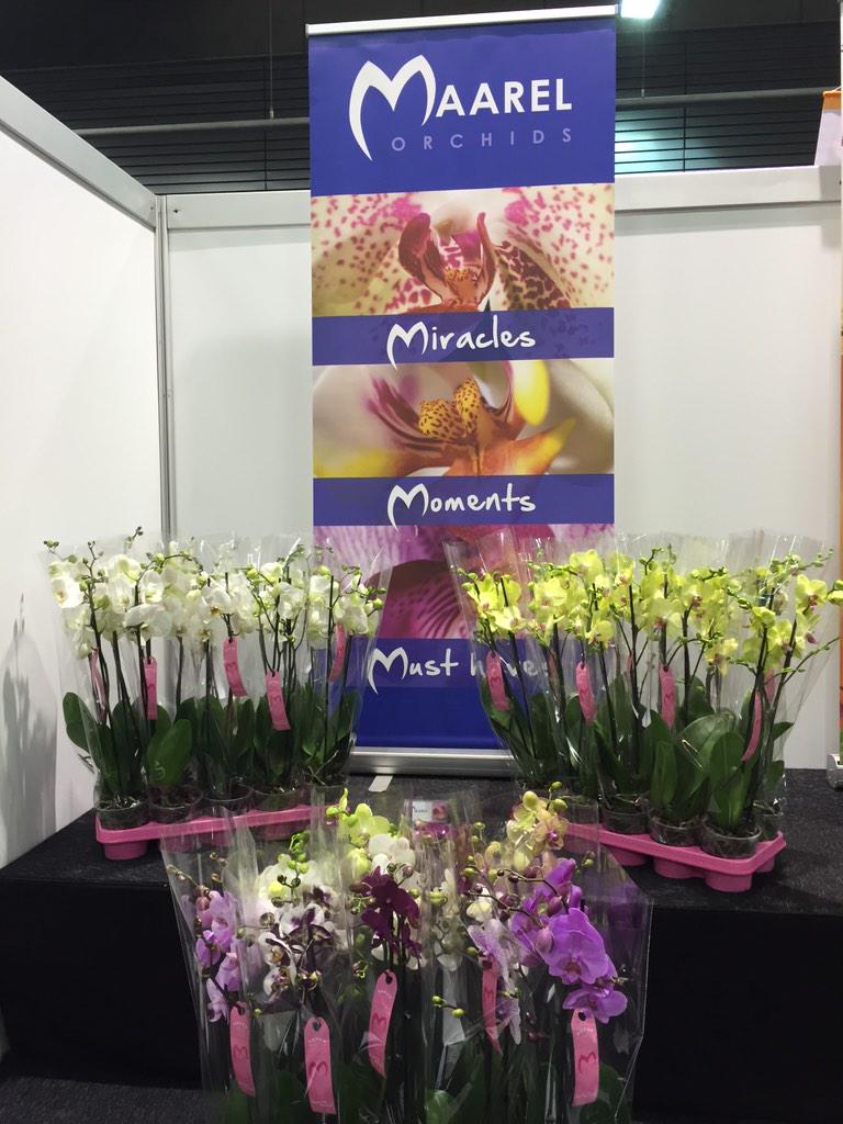 Nieuwe Star quality lijn Maarel Orchids nu op de #winterfair Kom kijken in stand 3.4 Zie ook webshop.maarelorchids.nl