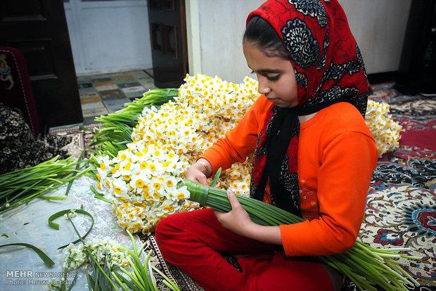 MeetIran's tweet photo. 'Narges' a flower which symbolizes beauty &amp; innocence in Persian literature &amp; culture. Harvesting season.Fars, #Iran. http://t.co/GRyH8uuiFK