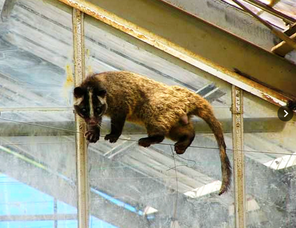 ねこさん とり 野生動物ハクビシン 都心に出没 空き家に住み着き繁殖 Http T Co Kgqpmq4zee その圧倒的な 侵入力 で東京都心に生息域を広げている野生動物がいる アジア原産のネコの仲間 ハクビシン だ Http T Co Ivdqaqrqwa Twitter