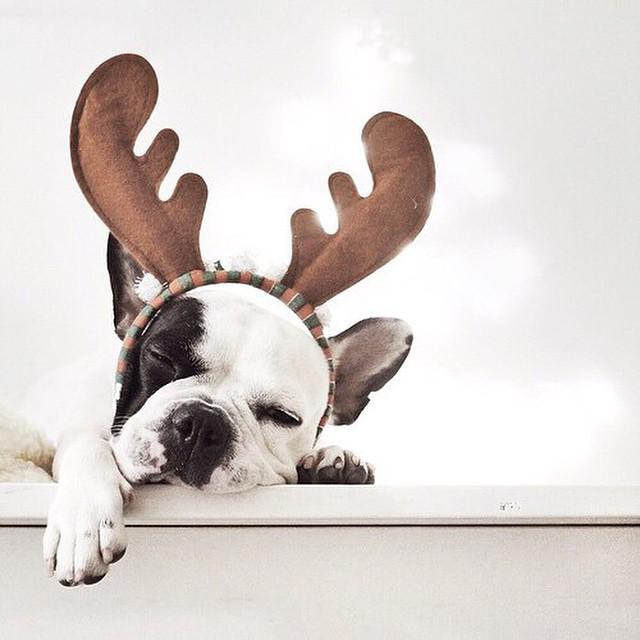 ItsPuppyWorld's tweet photo. When Christmas is gone but you are still in denial to go to work. #puppy #puppies #dog #dogs http://t.co/bEMYri0dX2