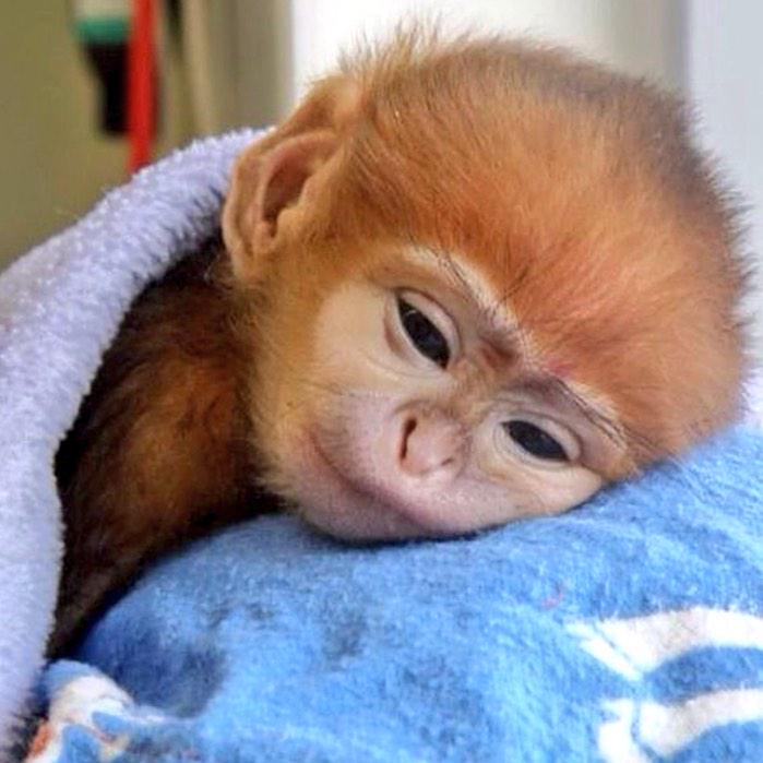 Vidya Vandana Cutest Little Hairy Baby Monkey Http T Co Jk2b9dhazu Twitter