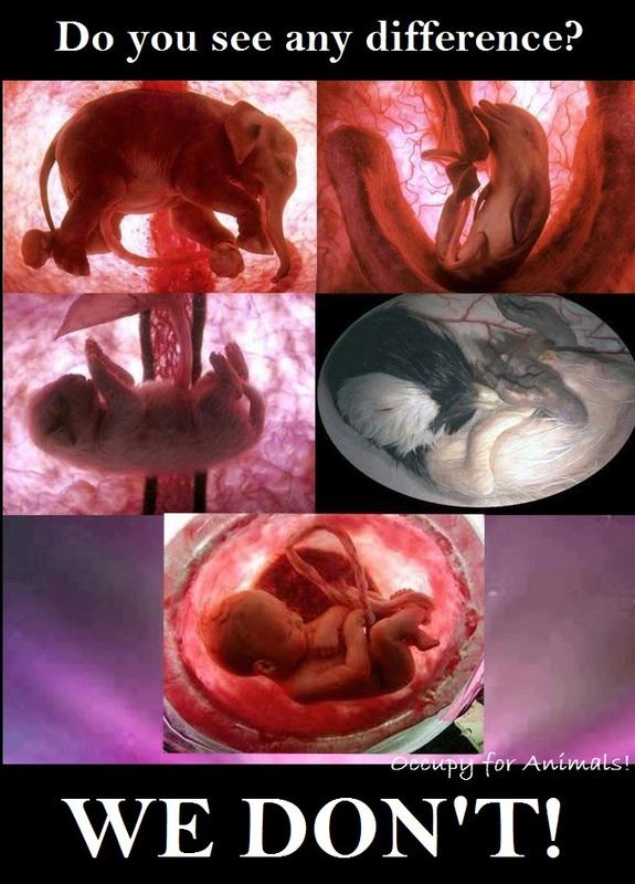 Karen "KC" Call Ⓥ 🌱❤️💪 tweet media