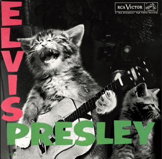 Happy Birthday to the coolest ever cat....ELVIS PRESLEY 