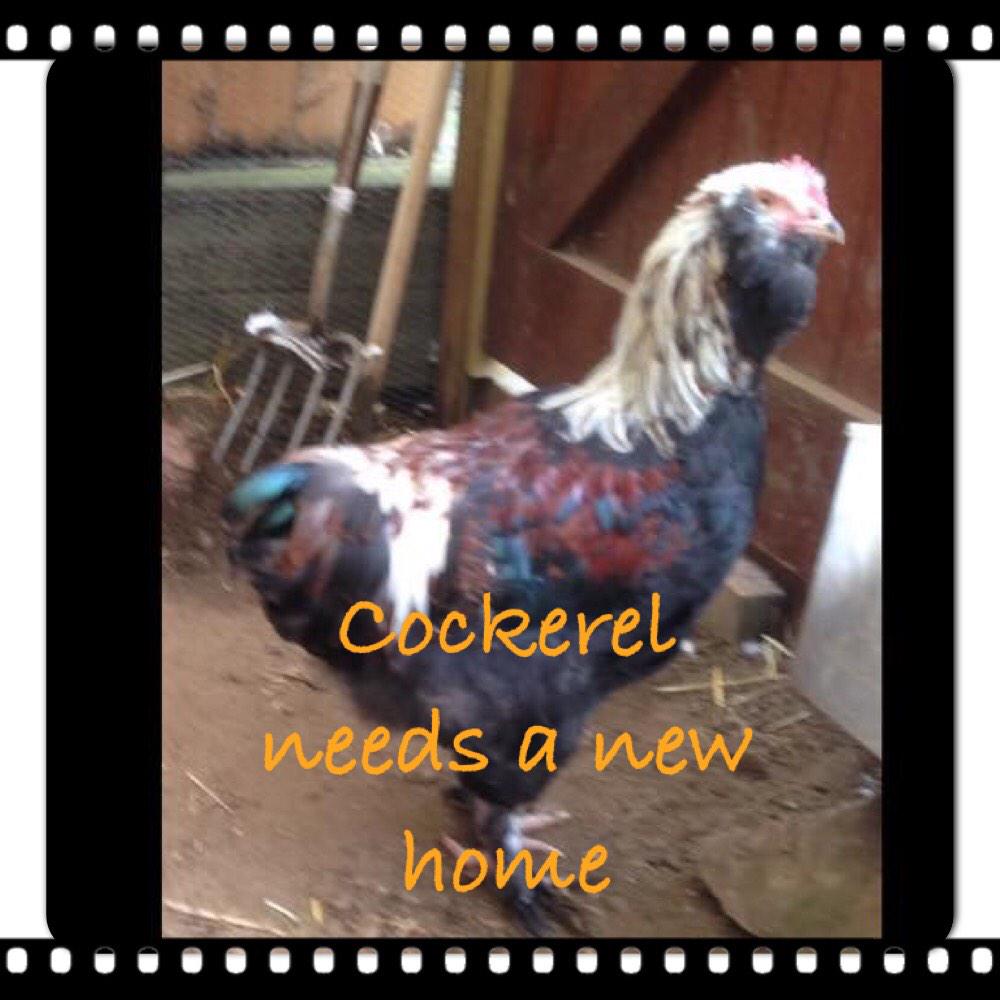HandRvets's tweet photo. New home needed #vets http://t.co/JXSTHQ0Rdr