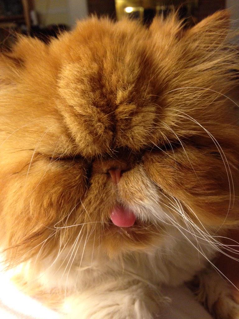 pattersons1's tweet photo. I just LOVE your new nose, @RileySClark !  You almost look like a cool cat I know.  #nosejob #DuketheCat http://t.co/o2iCLyCknB