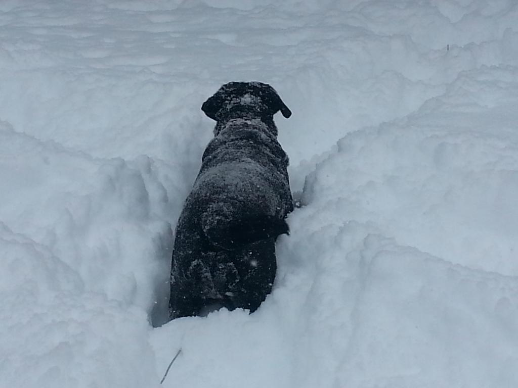 Rivers97's tweet photo. A little winter fun with the pooch #Muskoka #blacklab #shareyourweather #holydeep #WeatherNetwork @LeighaJ http://t.co/FrQlBCx6aL