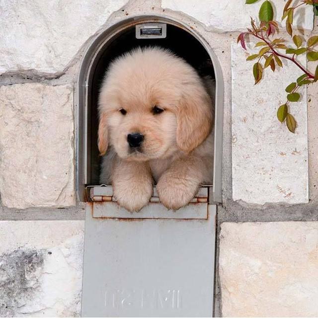 ItsPuppyWorld's tweet photo. "Nope. No mail for anyone. Can I have my bone now?" YES you can! 😍 #puppy #puppies #dog #dogs http://t.co/FSzdntEnKI