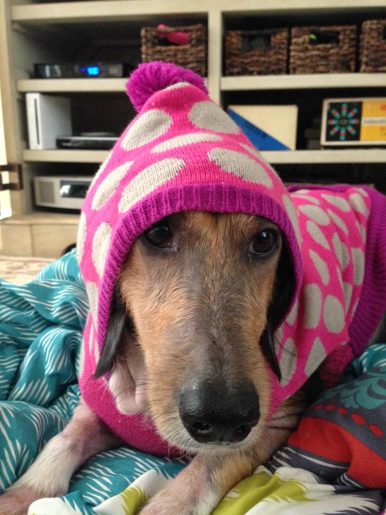 brttstar's tweet photo. Bella's so damn cute http://t.co/2u0w9k9xh5