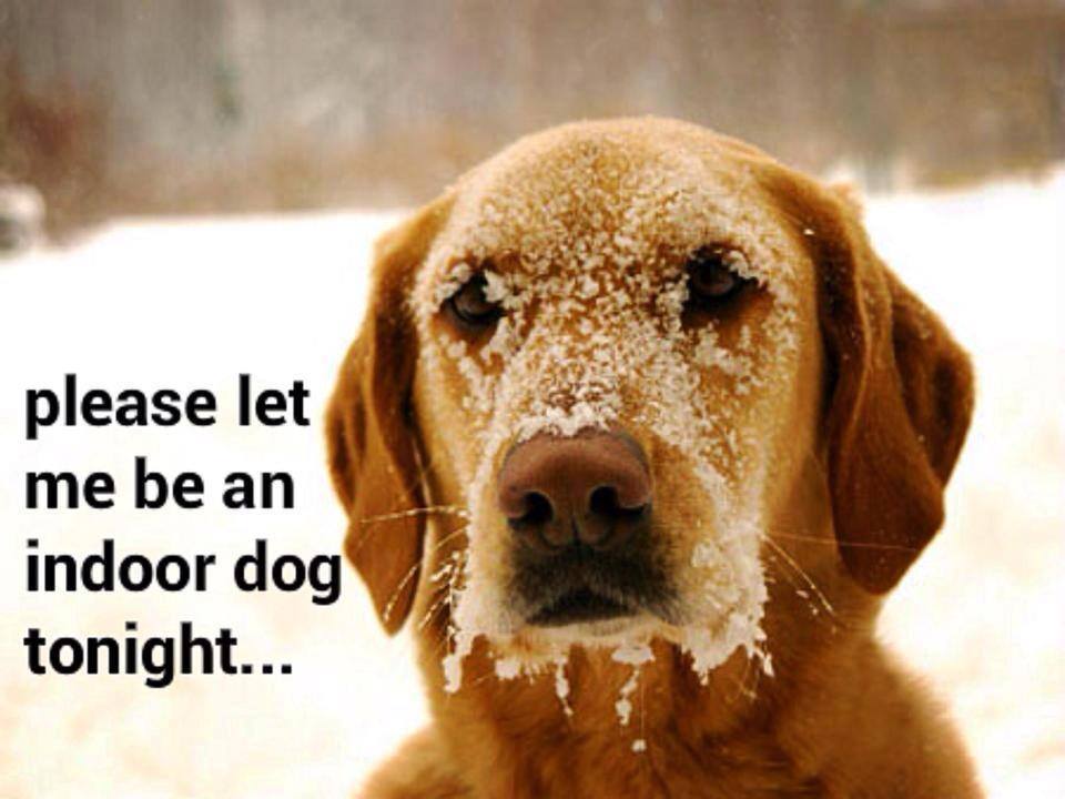 Brrr - it's cold out there... plz don't leave your 'furry' family members outside  @OSPCAKentBranch